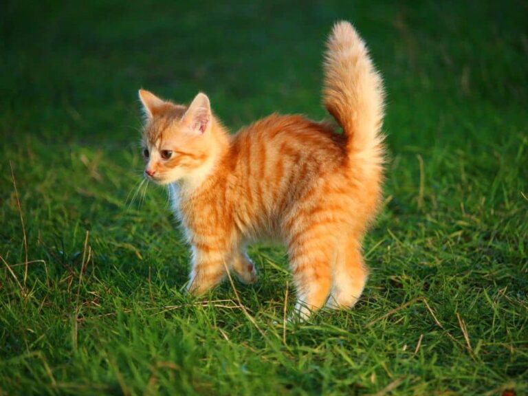 Estudos mostram que os gatos fazem bem para a nossa saúde