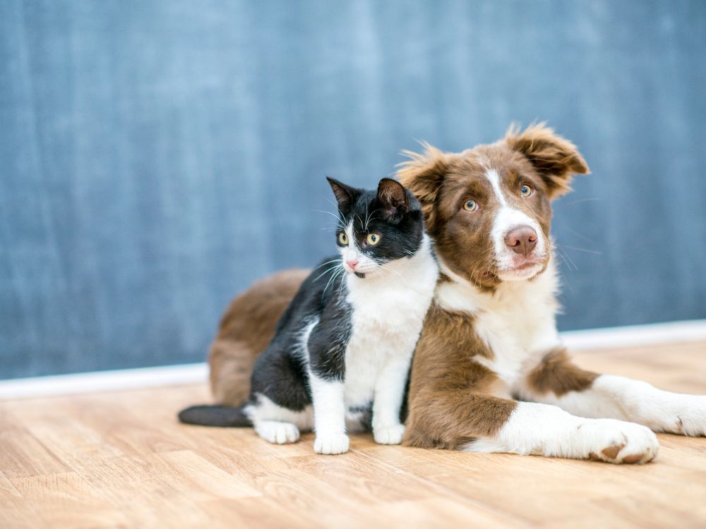 Fevereiro Roxo Pet: Veja como prevenir doenças em pets idosos 2 Cachorro e gato idosos, juntos. Foto: Canva