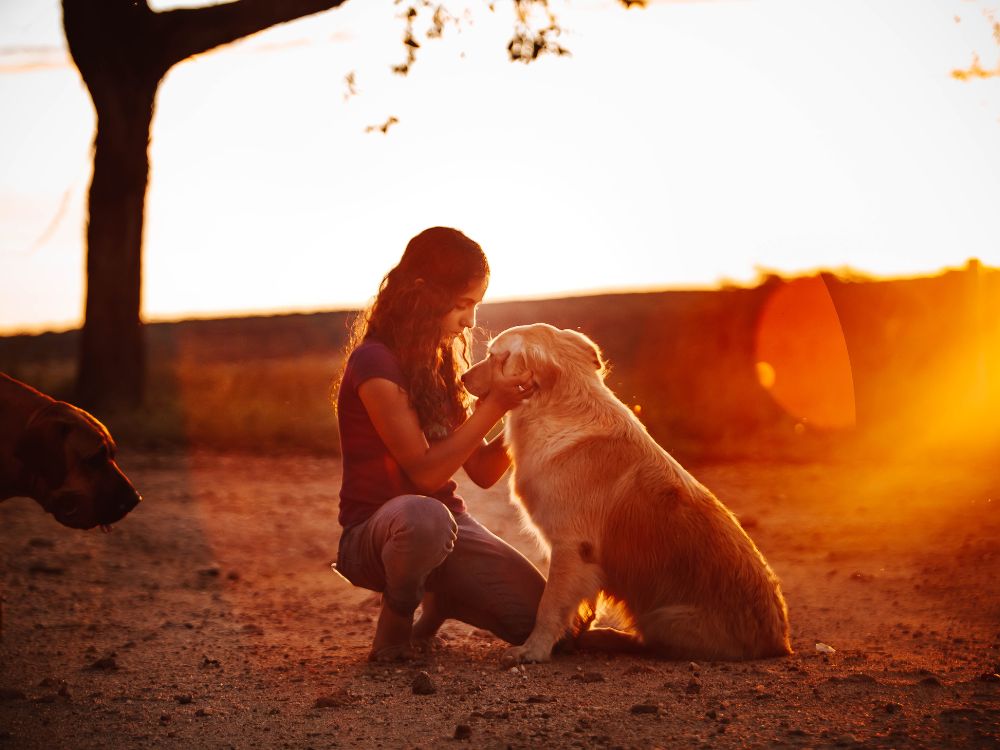 Guia rápido de como proteger seus pets de animais silvestres