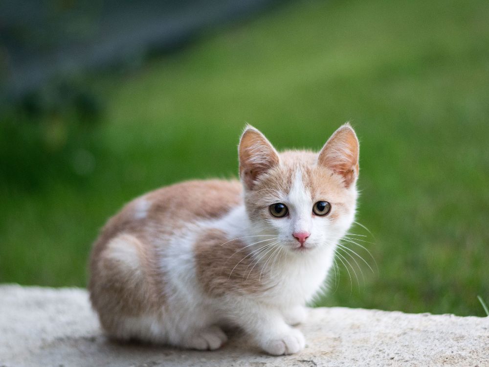 Guia rápido de como proteger seus pets de animais silvestres