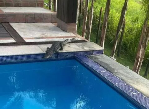 Jacaré entra na piscina para se refrescar