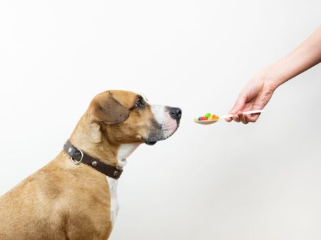 Medicamentos pet falsificados
