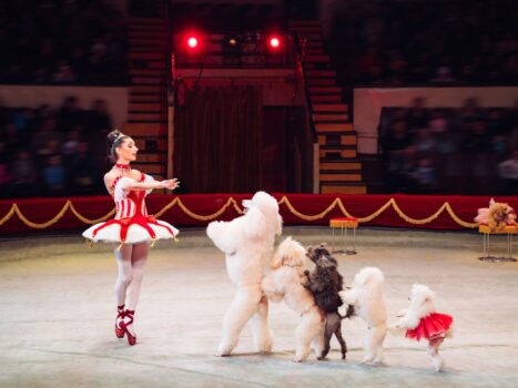 Nova Lei pode permitir o uso de animais em circo Entenda (1)