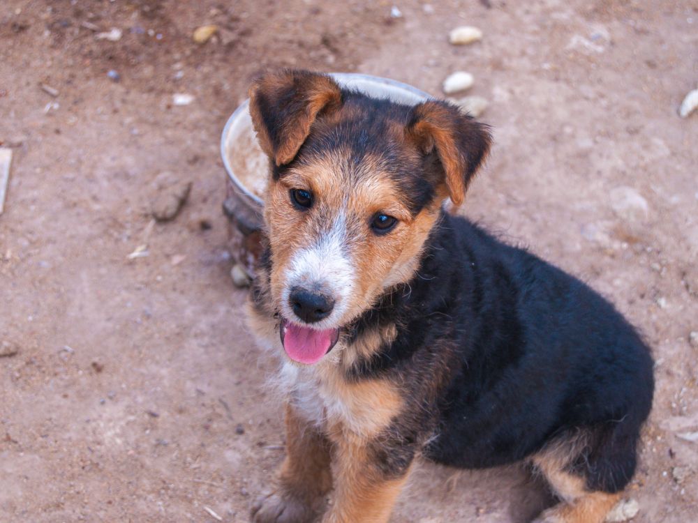 O que pode ser cachorro com a língua de fora