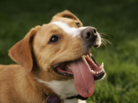 O que pode ser cachorro com a língua de fora