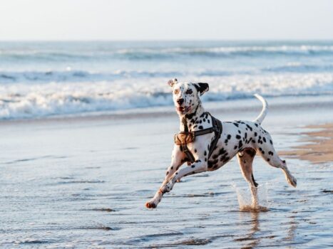 Por que é proibido levar cães à praia?