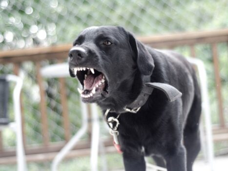 Sinais de cachorro estressado Fique de olho nestes sinais!