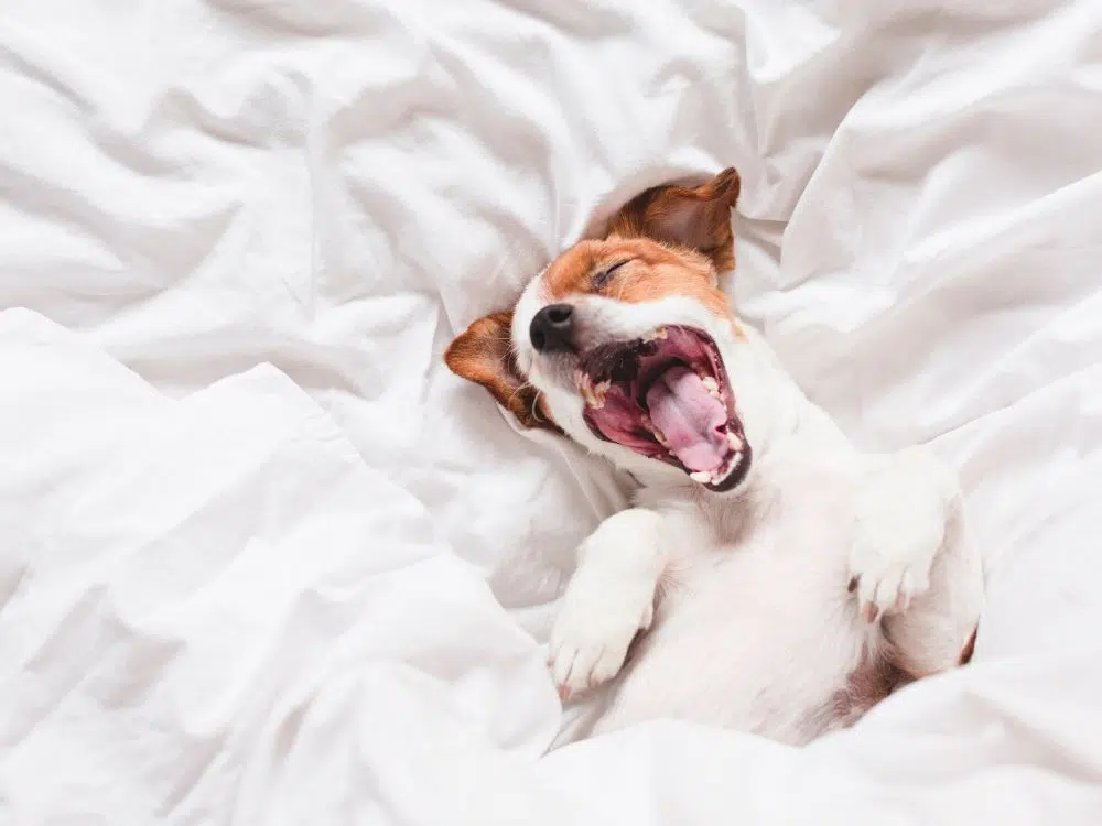 Você conhece os tipos de bocejo dos cachorros? 1 Tipos de bocejo dos cachorros