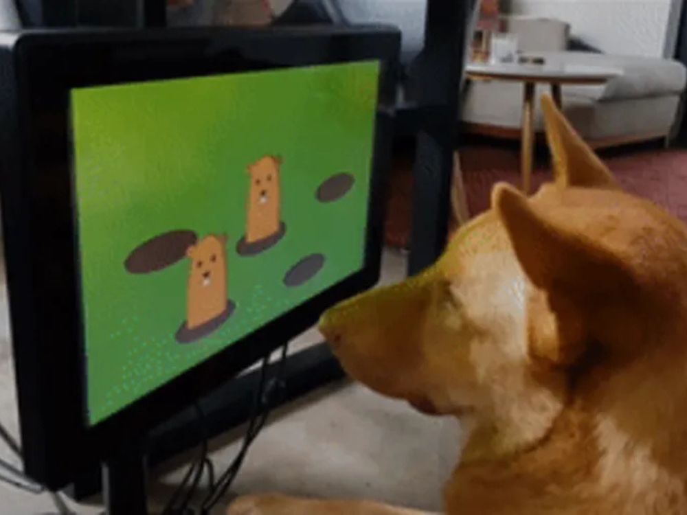 Videogame para cachorro existe