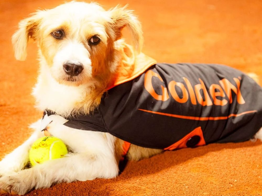 Você viu? Rio Open terá "cãodulas" super fofos! 1 Você viu Rio Open terá cãodulas super fofos