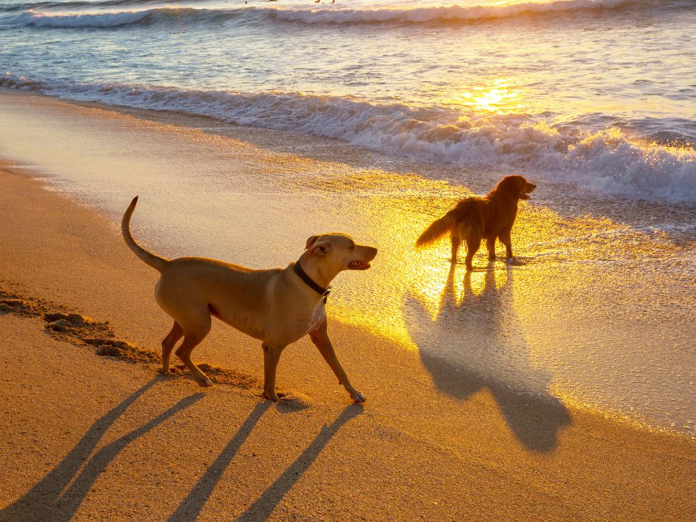Cachorro tomou água do mar, e agora? 1 cachorro tomou água do mar