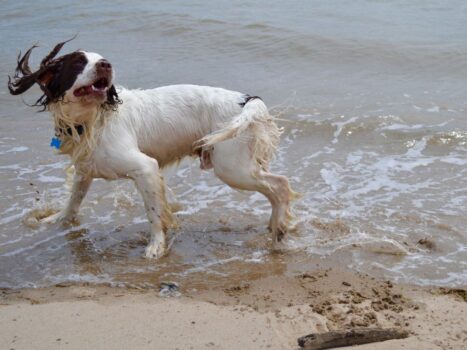 cachorro tomou água do mar