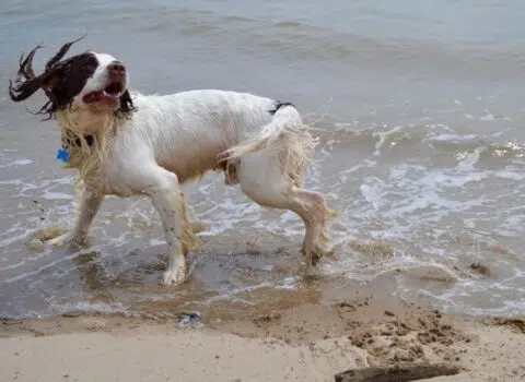 cachorro tomou água do mar