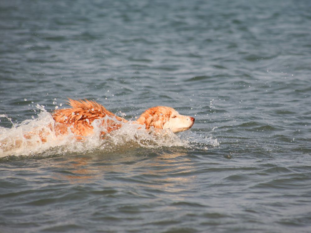 Cachorro tomou água do mar, e agora? 2 cachorro tomou água do mar
