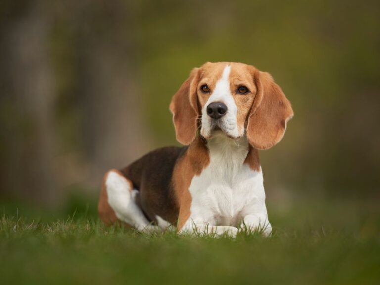 5 Raças de cachorro que têm cara de filhote