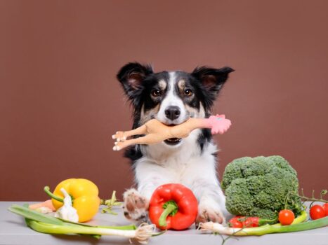 Alimentação natural faz bem para os cães