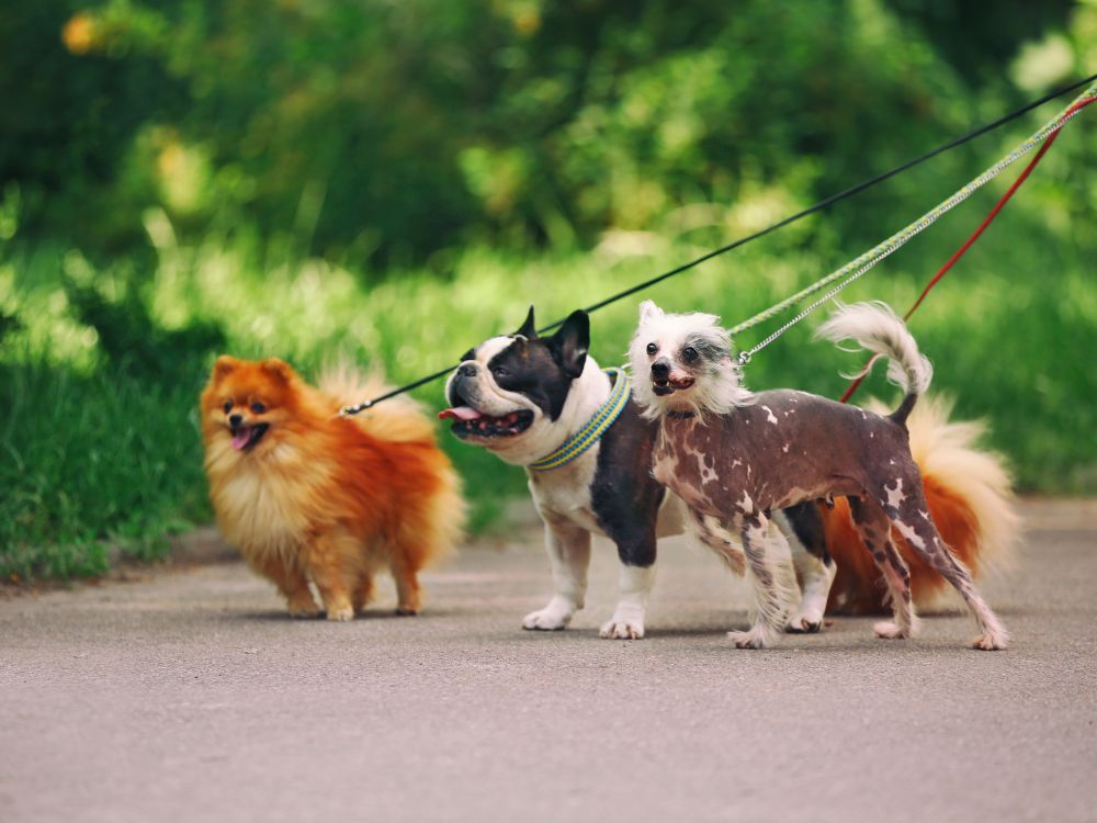 Animais domésticos são proibidos nos Parques Naturais Municipais