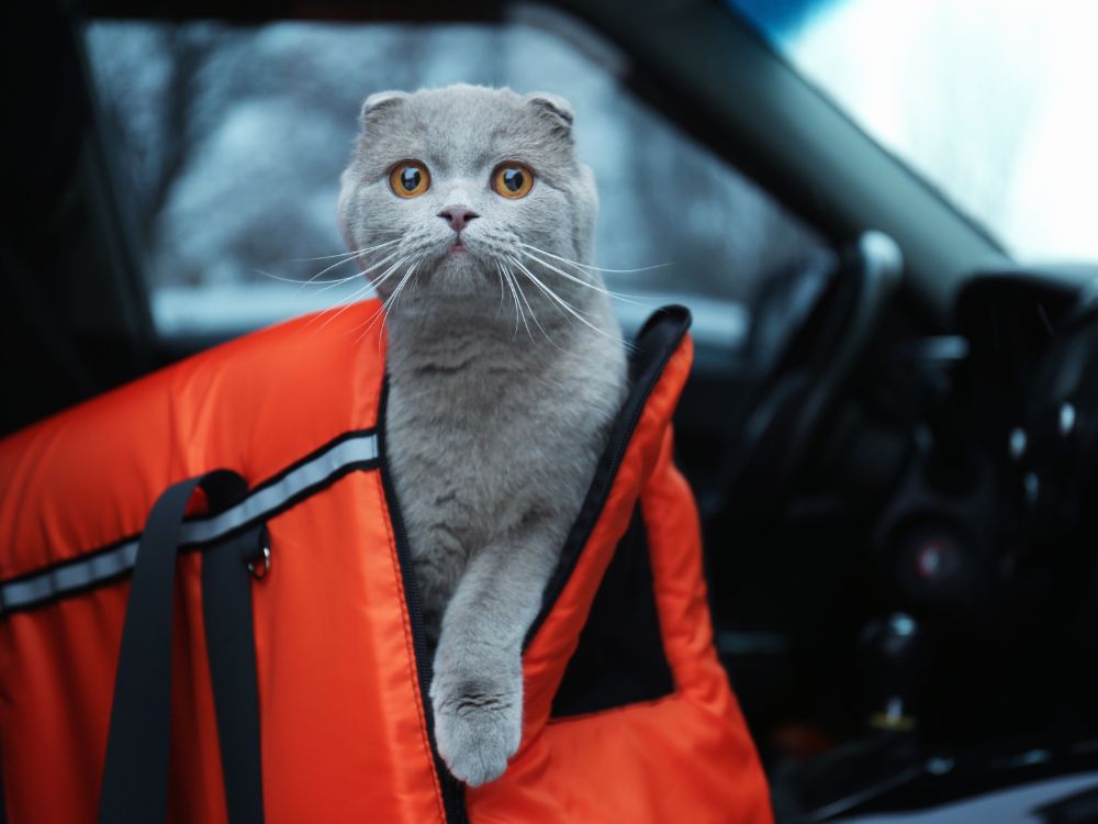 Animais podem ser transportados soltos no carro