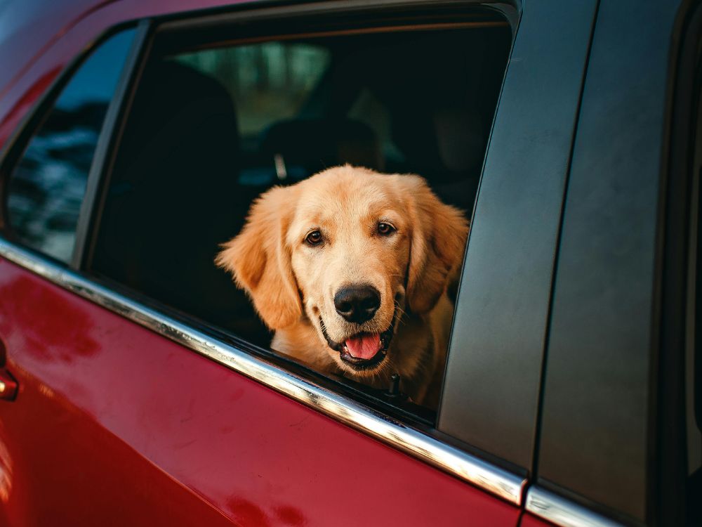 Cachorro não pode ficar com a cabeça para fora do carro (1)