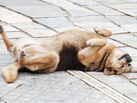 Cachorro pode ter crises convulsivas