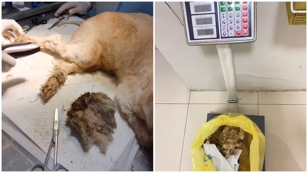 Cachorro resgatado