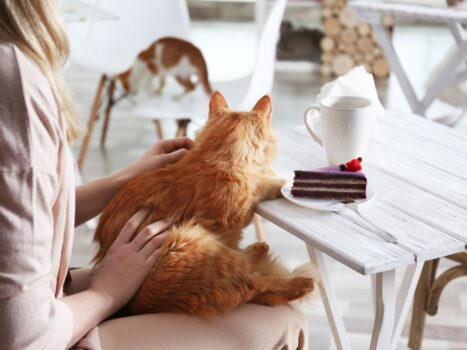 Cafeteria com gatinhos adotados