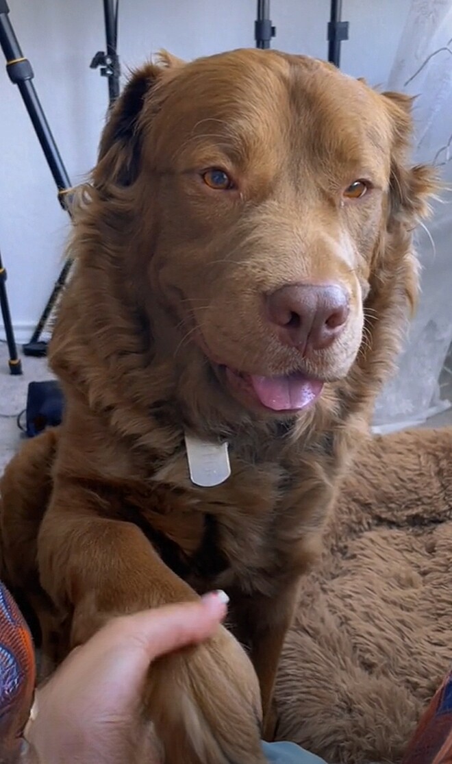 Conheça o Goldenbull: Mistura de pitbull com golden! 1 Conheça o Goldenbull