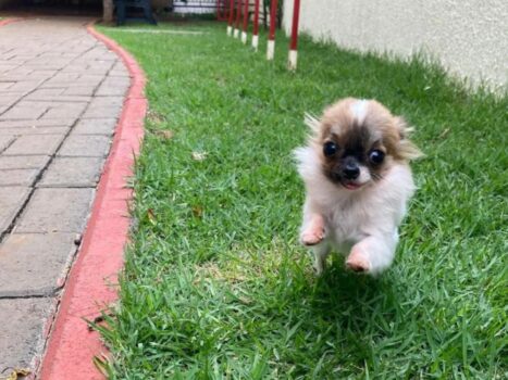 Conheça o menor cachorro do Brasil