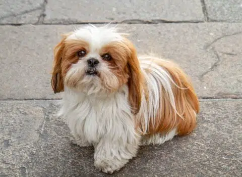 Diferenças entre Shih Tzu e Lhasa Apso