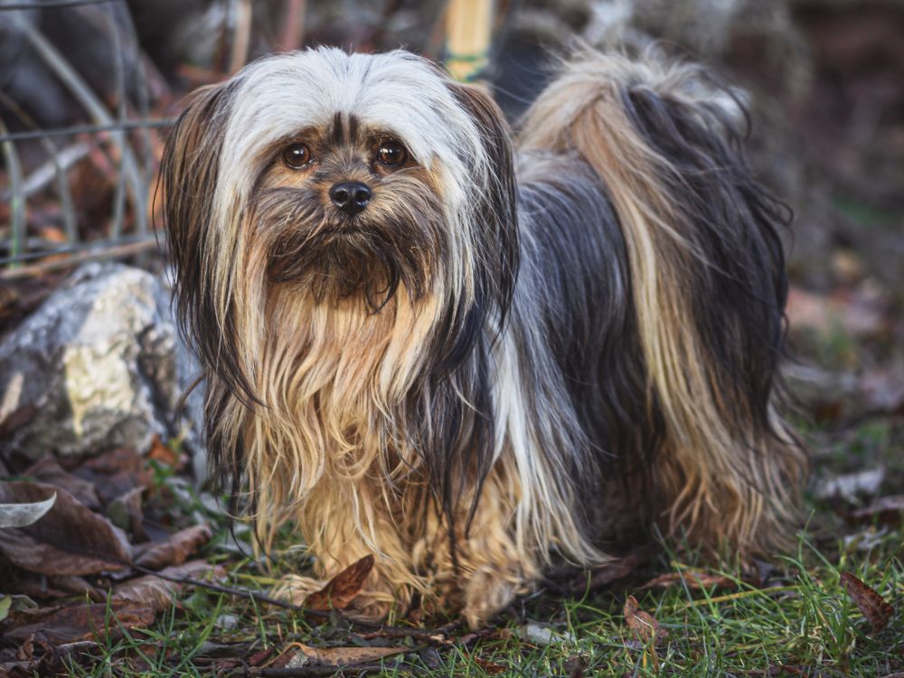 Diferenças entre Shih Tzu e Lhasa Apso