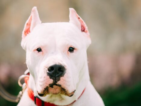 Dogo