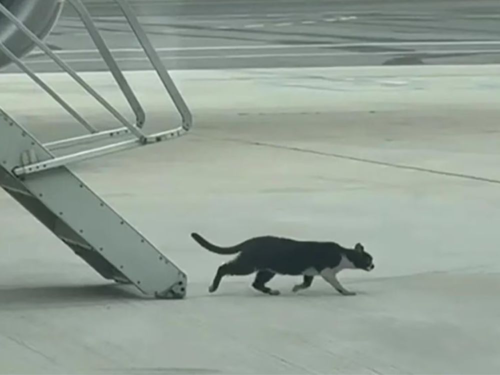 Gatinho queria viajar "clandestinamente"? Conheça a história do gato que entrou no avião 1 Gatinho queria viajar