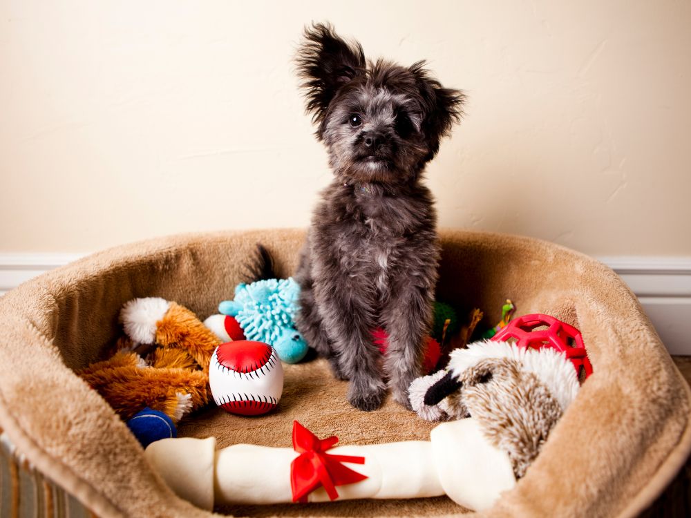 brinquedos para cachorros com ansiedade