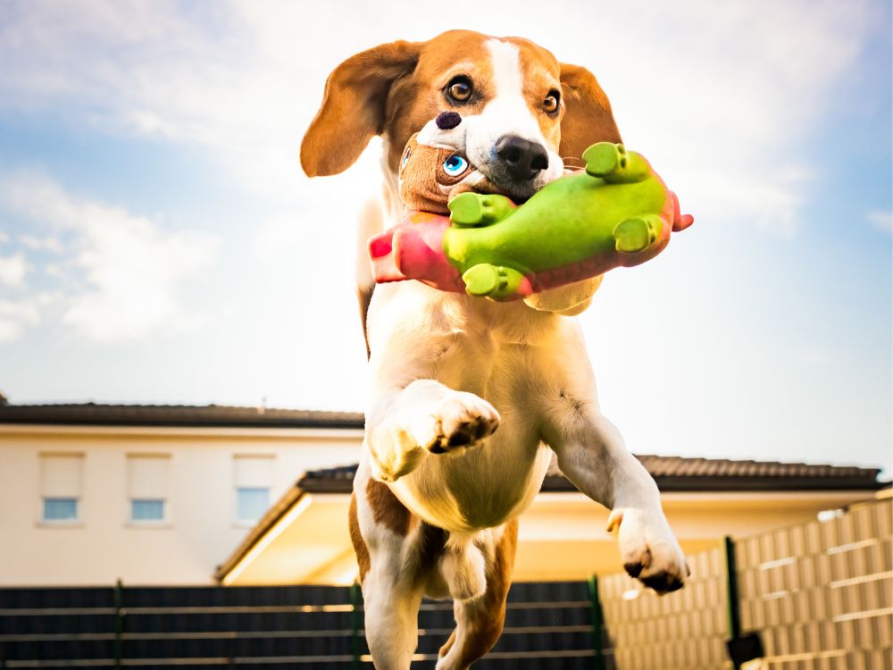 brinquedos para cachorros com ansiedade
