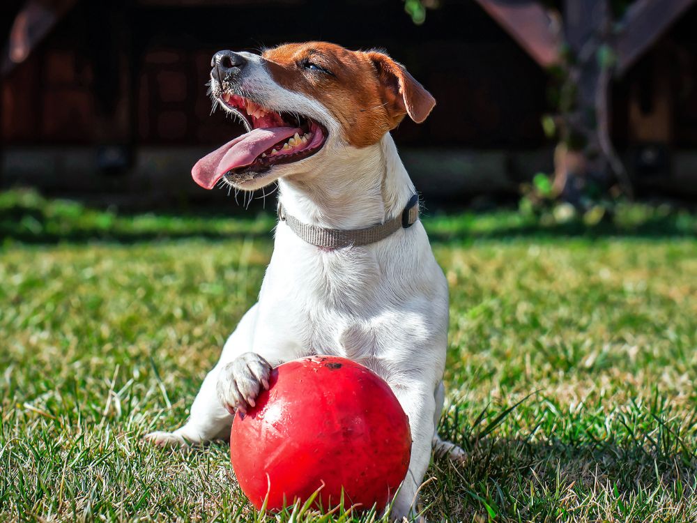 brinquedos para cachorros com ansiedade