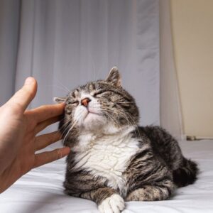 Motivos para adotar um gatinho idoso