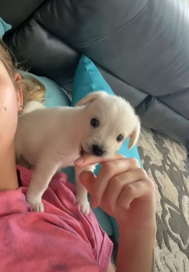 Mulher compra chihuahua, mas se surpreende quando ele cresce 1 Mulher compra chihuahua