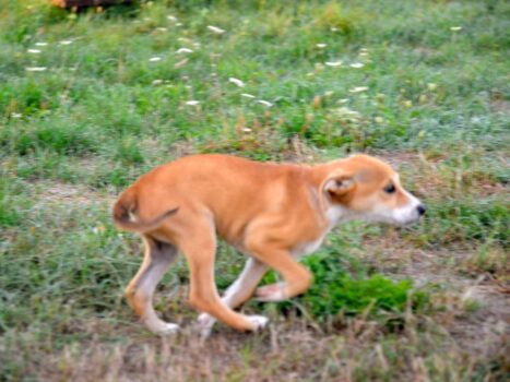laser com o seu cachorro