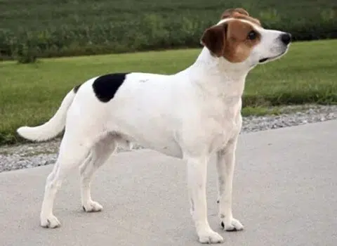 Nova raça de cachorro