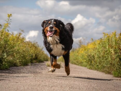 Por que os cachorros correm atrás de motos e carros