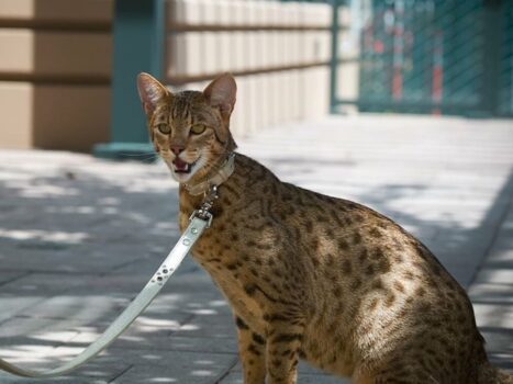 Raça de gato que custa mais de R$ 500 mil