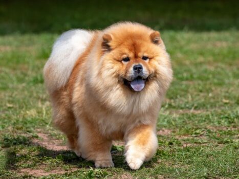 Raças de cachorro não recomendadas para crianças