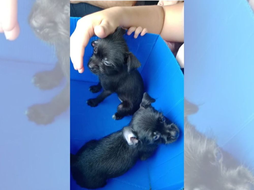Shih Tzu cruza com Pinscher