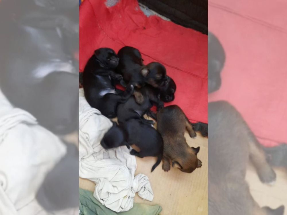 Shih Tzu cruza com Pinscher
