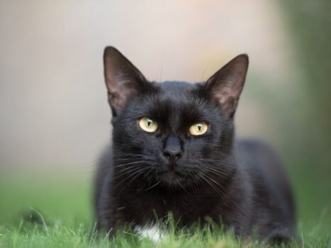 Ter um gato pode salvar a sua vida
