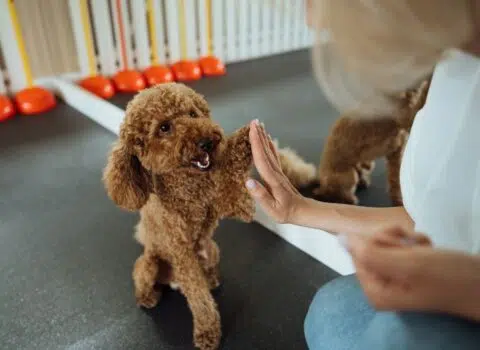cães devem ser sempre adestrados
