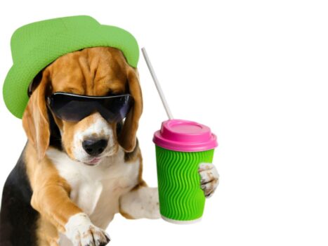 bebidas que seu cão pode tomar