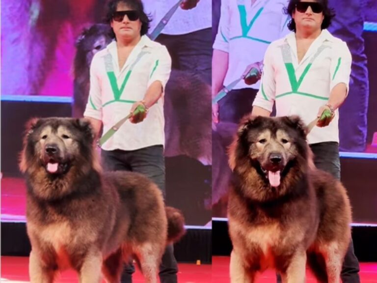 cão raro foi vendido por R$ 33 milhões