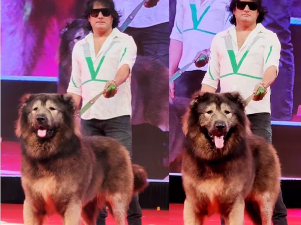 cão raro foi vendido por R$ 33 milhões