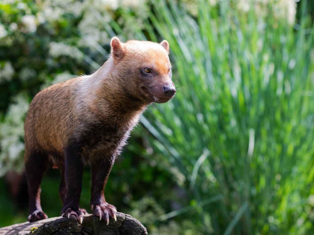 Afinal, qual a diferença entre cachorro-do-mato e cachorro doméstico? 1 diferença entre cachorro-do-mato e cachorro doméstico